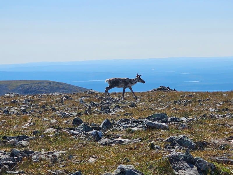 Taivaskero-Rundweg – Eine leichte Sommer-Tageswanderung von Levi aus