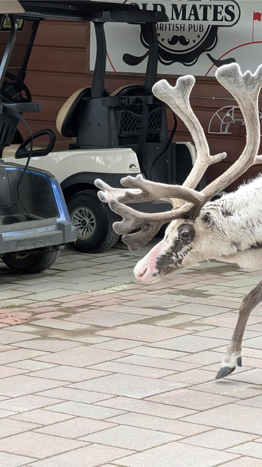 Ein weißes Rentier überquert das Green im Levi Golf Club