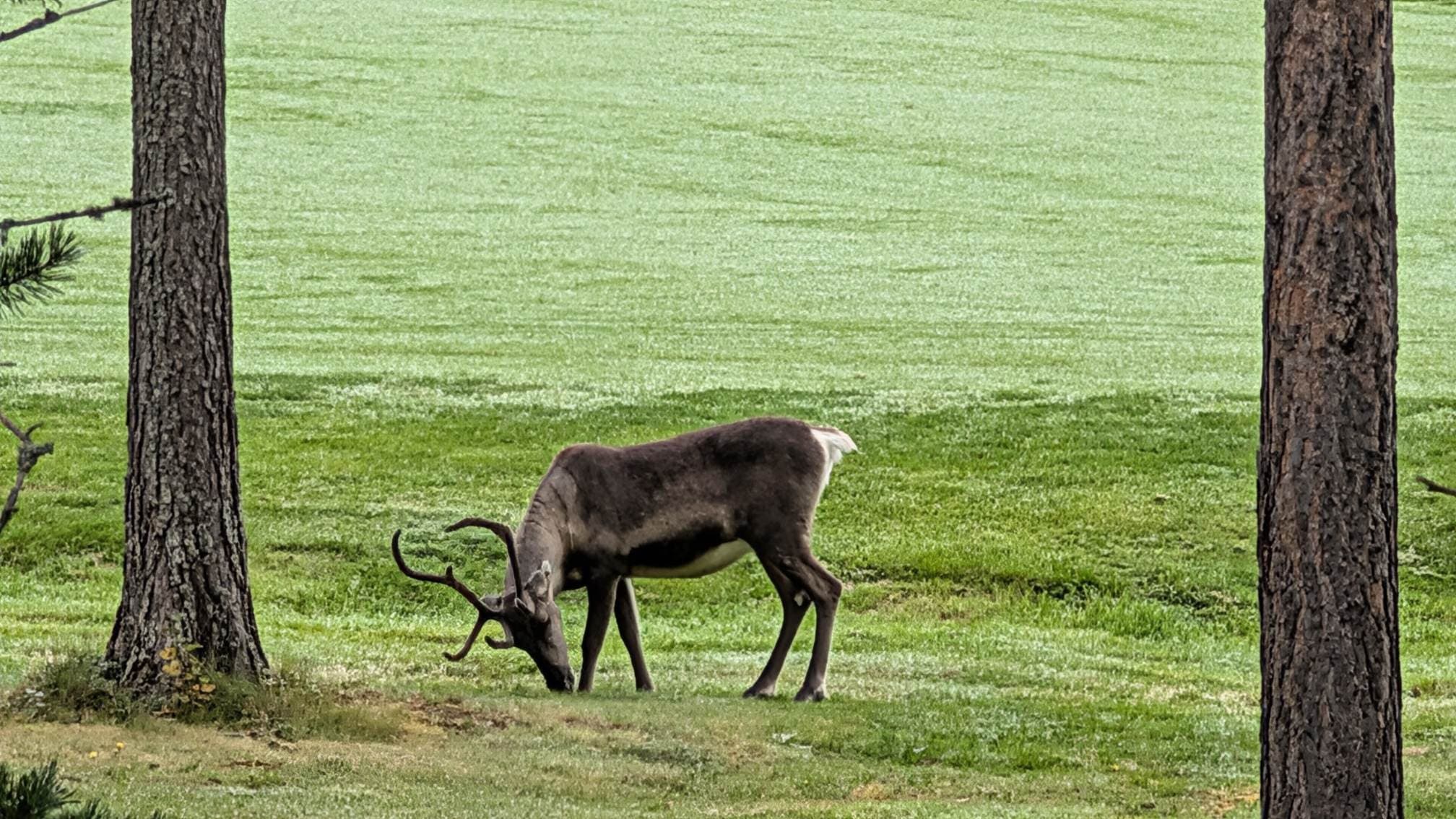 Reindeer are common in Levi