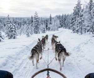 Husky & Reindeer Safaris