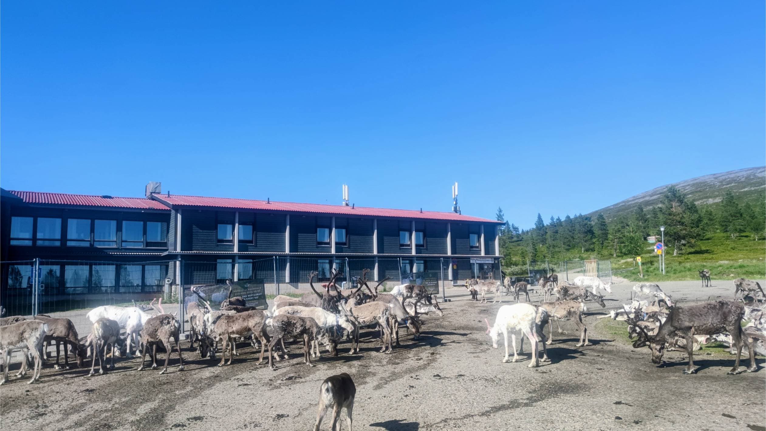 Poroja hotelli Pallaksen edustalla